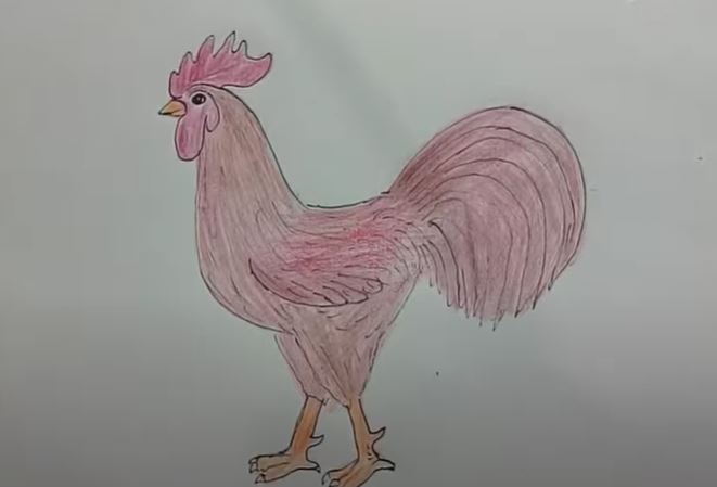 How to draw a Rooster Step by Step || Chicken Drawing Tutorial