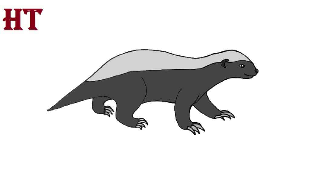 How to draw a honey badger step by step