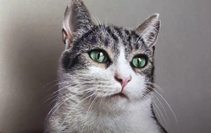 How to draw a cat face realistic Step by Step
