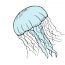Jellyfish Drawing Easy step by step for Beginners