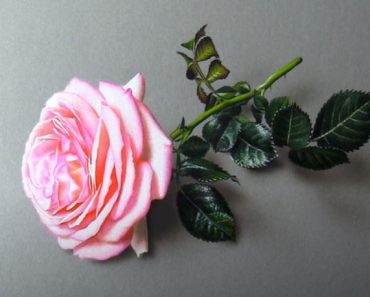 Pink Rose drawing with Pencil || How to draw a realistic rose step by step
