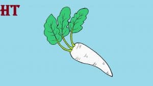 Radish drawing easy for Beginners