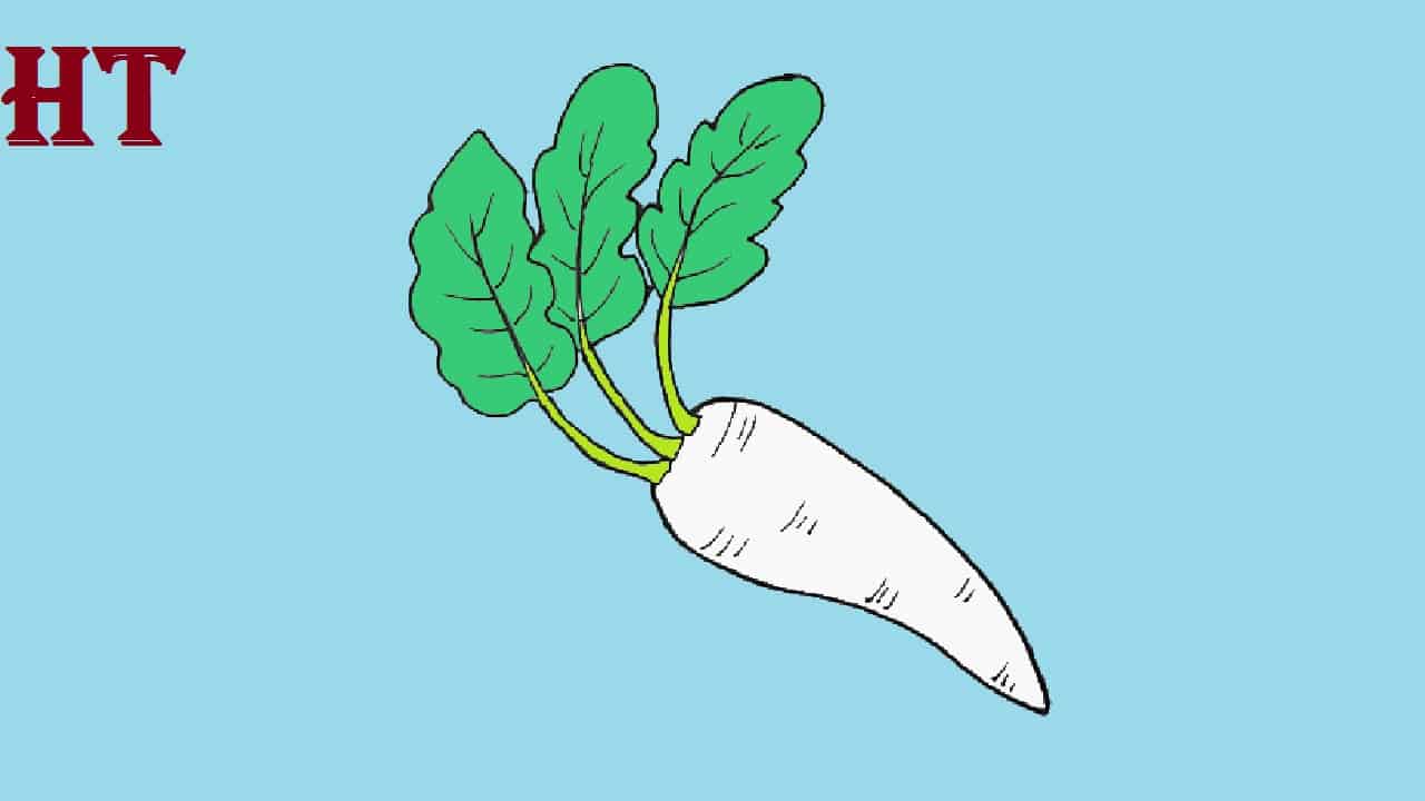 How to draw Radish Step by Step || Vegetables Drawing for Beginners