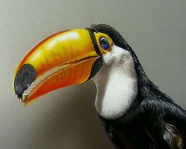Realistic Toucan Drawing with Pencil – How to draw a bird Step by Step
