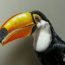 Realistic Toucan Drawing with Pencil – How to draw a bird Step by Step