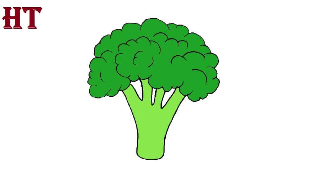 How to draw Broccoli Step by Step Vegetables Drawing