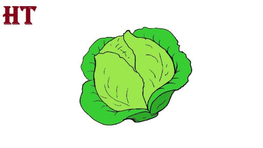 cabbage drawing easy for beginners