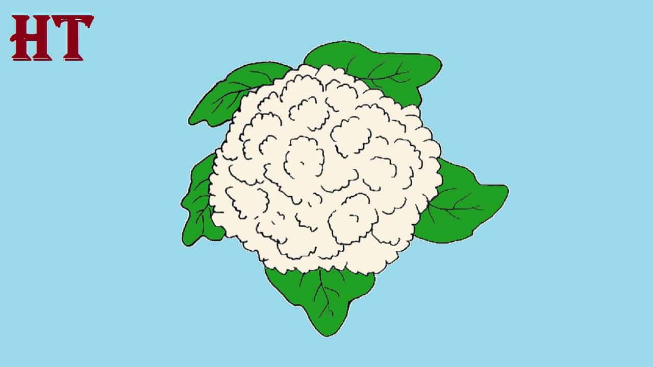 Cauliflower coloring page | Free Printable Coloring Pages