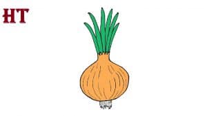 onion drawing easy for beginners