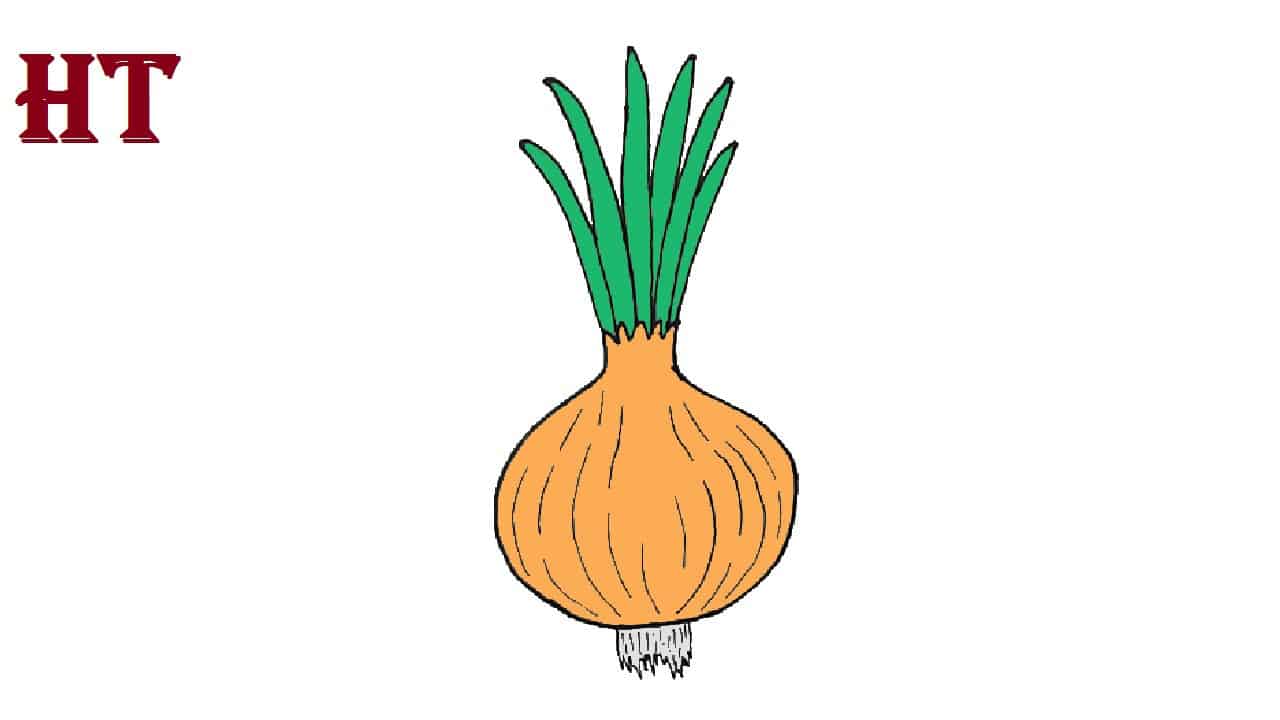 How To Draw A Onion Step By Step Vegetables Drawing Tutorial How To Draw A Onion Step By Step Vegetables Drawing Tutorial