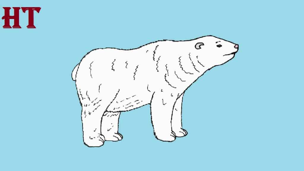 polar bear drawing easy for Beginners