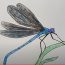 How to Draw a Dragonfly Step by Step
