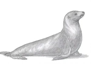 How to draw a Seal Step by Step