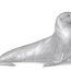 How to draw a Seal Step by Step (Sea Lion)