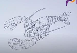 How to draw a lobster step by step