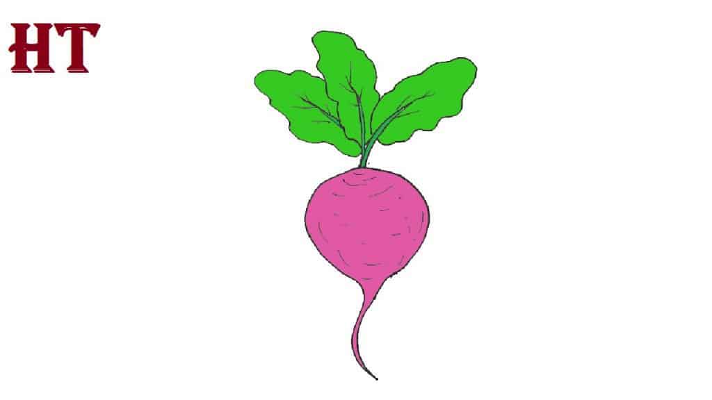 Turnip Drawing Easy for Beginners
