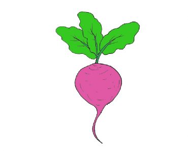Turnip Drawing Easy for Beginners