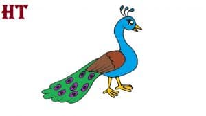 drawing of peacock