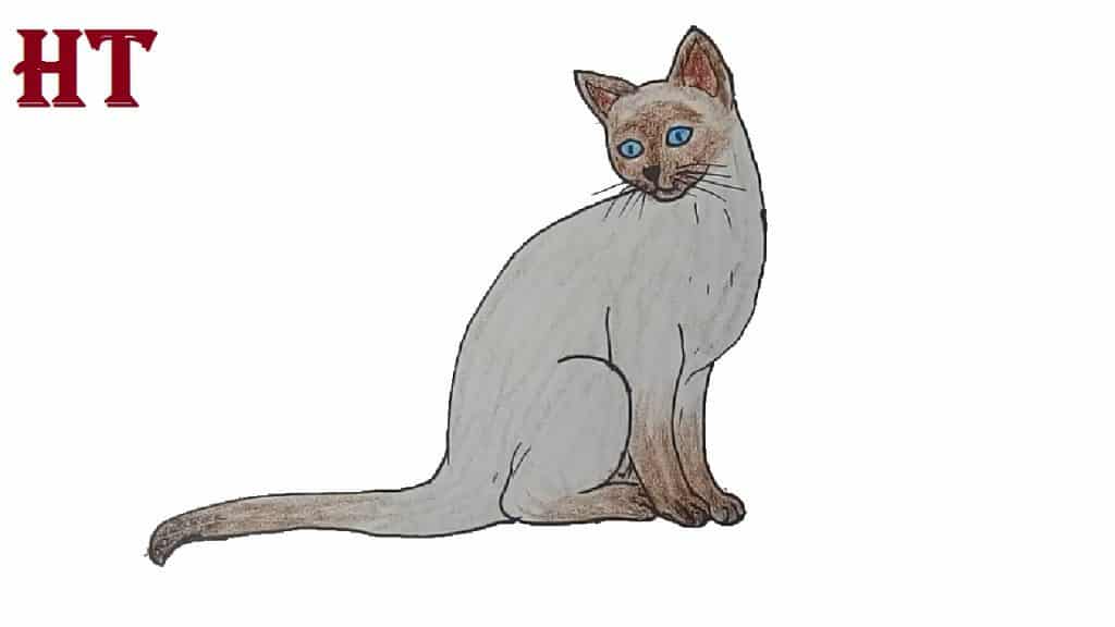 siamese cat drawing easy for beginners