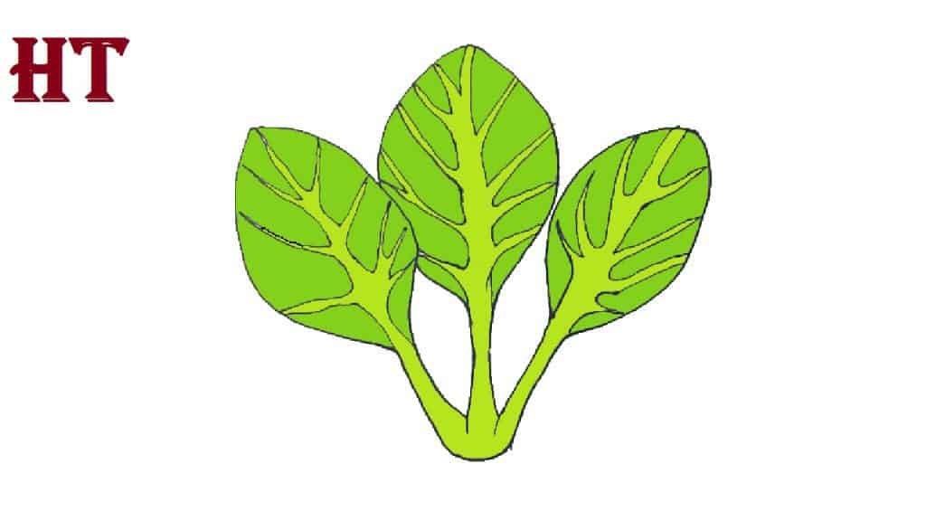 Spinach Drawing Step by Step How to draw Vegetables Easy for Beginners