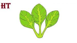 spinach drawing easy for beginners