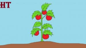 tomato plant drawing easy for Beginners