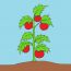 How to draw a Tomato Plant Step by Step