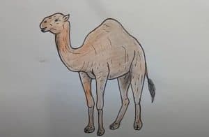 Camel Drawing Step by Step - How to draw a Camel Easy
