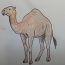 Camel Drawing Step by Step || How to draw a Camel Easy