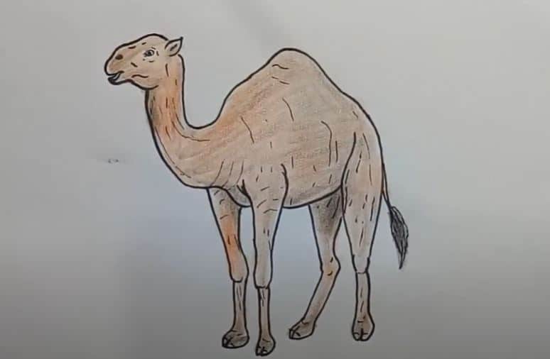 How to Draw a Cute Camel