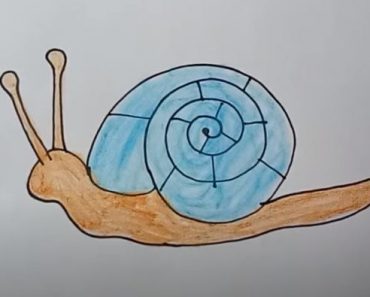 How to draw a snail for kids