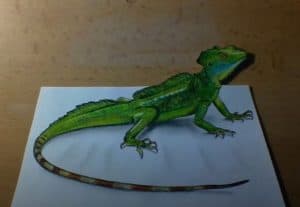 How to Draw a Basilisk Lizard