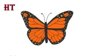How to draw a simple butterfly step by step