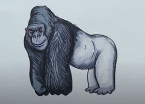 Gorilla Drawing easy Step by Step