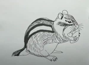 How to Draw a Chipmunk Step by Step