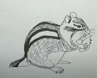 How to Draw a Chipmunk Step by Step