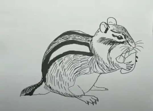 How to Draw a Chipmunk Step by Step