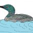 How to Draw a Loon Step by Step || Bird Drawing Easy