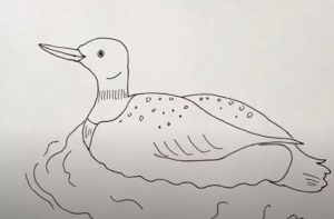 How to Draw a Loon Step by Step