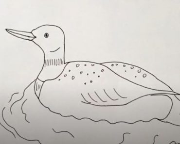 How to Draw a Loon Step by Step