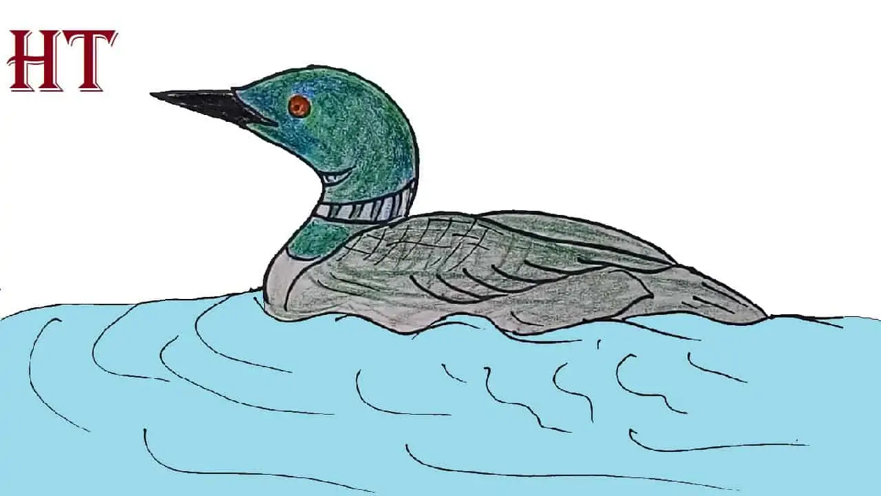How to Draw a Loon