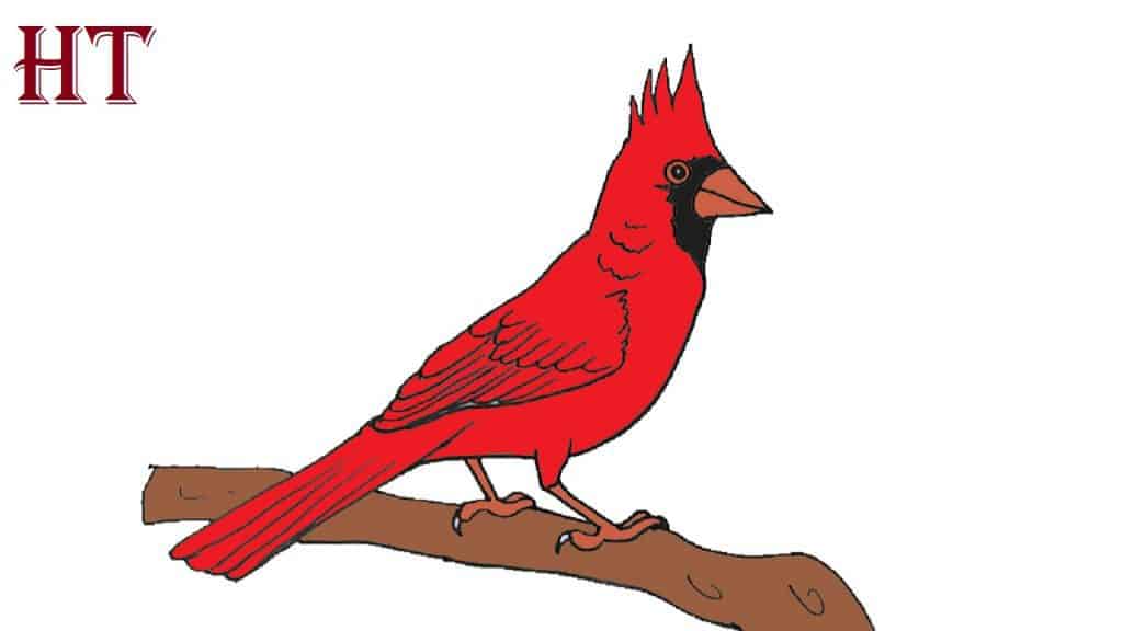 How to Draw a Northern Cardinal