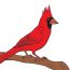 How to draw a Northern Cardinal || Bird Drawing Easy