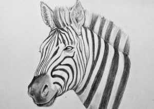 How to Draw a Zebra Head with Pencil