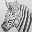 How to Draw a Zebra Head with Pencil Step by Step