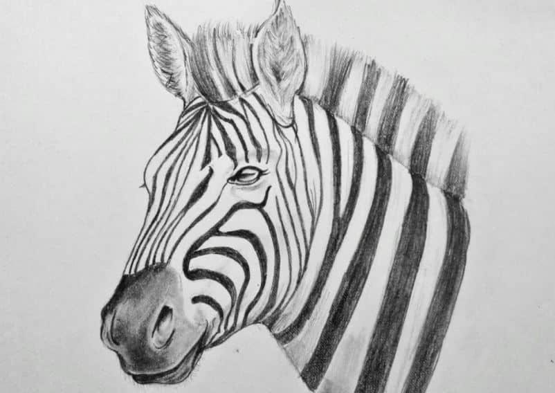 How to Draw a Zebra Head with Pencil Step by Step