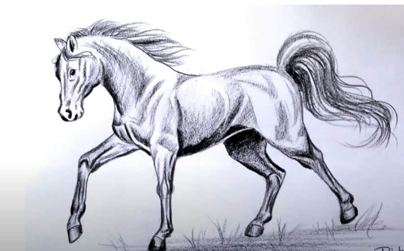 Horse Pencil Drawing Artist - Horse Portraits from Photos for Sale UK