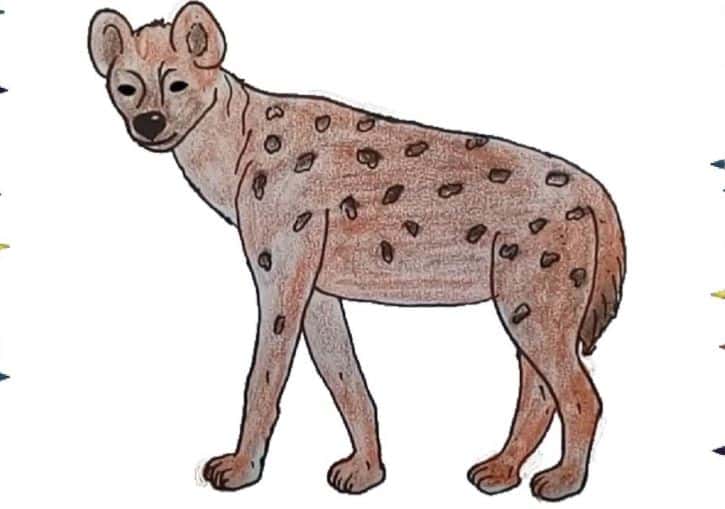 Hyena Drawing Easy Step by Step Wild animals drawing