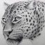 Leopard Face Drawing Step by Step
