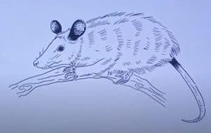 How to Draw Opossum Easy
